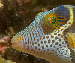 Close-up of Black-Saddled Toby (Canthigaster valentini) i... by Jim Chambers 